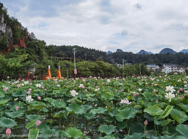 遵义莲池风景图片