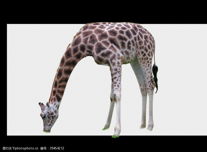 透明长颈鹿图片
