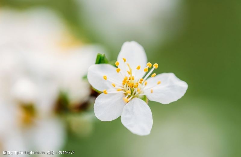 小白春天的白梅树花图片