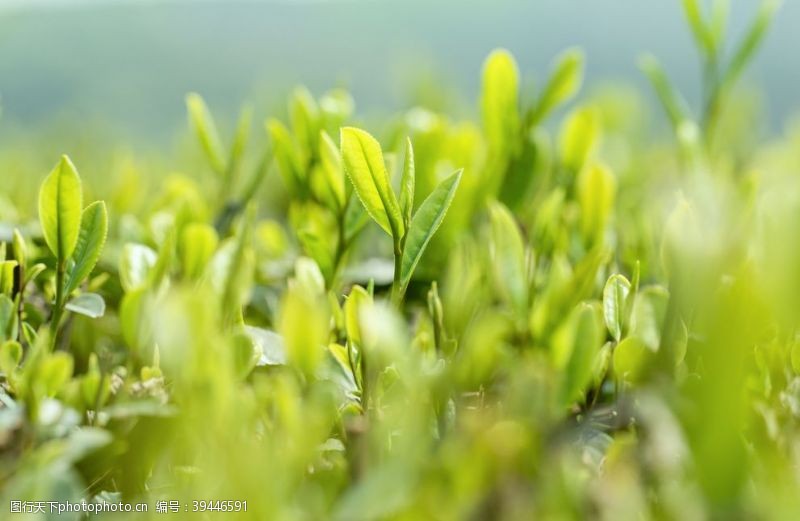 嫩绿背景春天的嫩茶芽图片