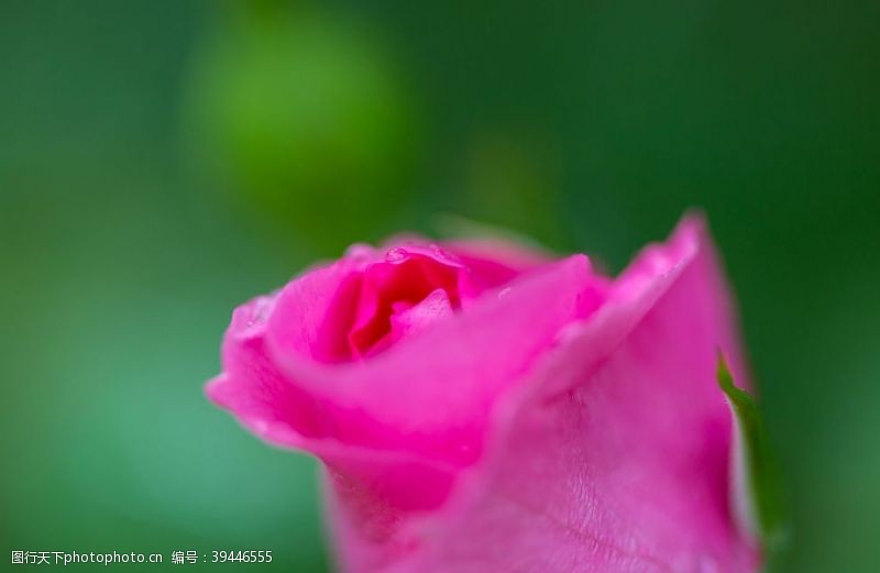 春天景色粉红色玫瑰图片