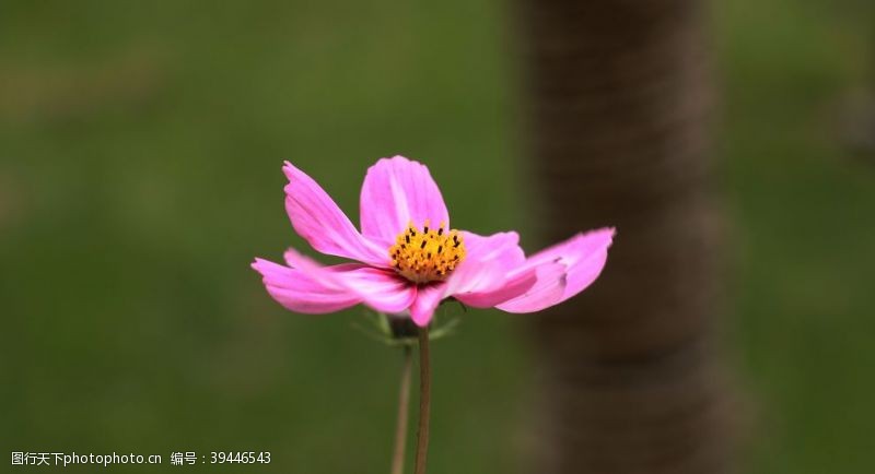 春天景色粉色波斯菊图片