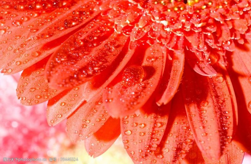 春天景色红色雏菊图片