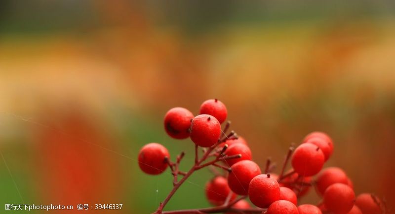 春天的背景红色的小果子图片