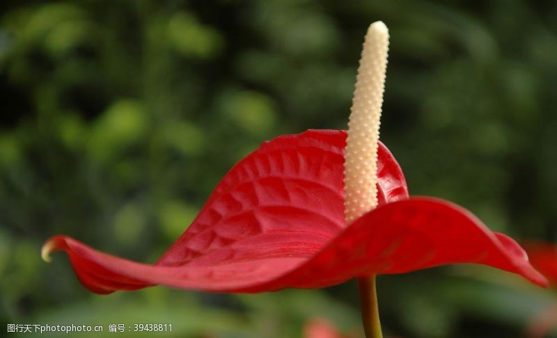 街拍花朵花烛图片