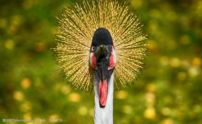 鸟巢灰冠鹤图片