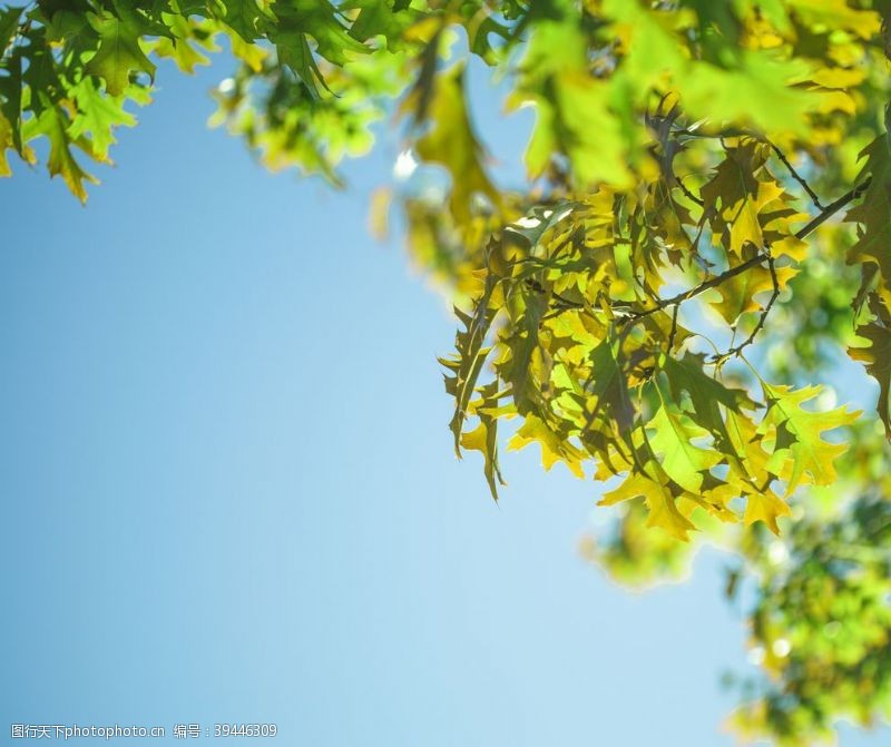 春天的背景蓝天背景上的枫叶图片