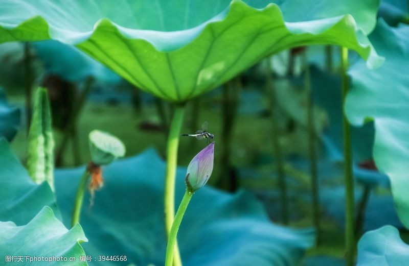 春天景色莲蓬蜻蜓背景图片