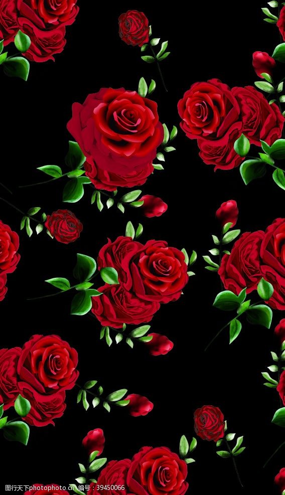 玫红牡丹玫瑰花图片