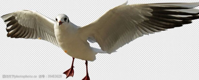 白鸽鸟图片