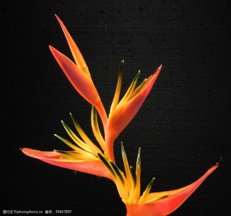 漂亮的花朵漂亮的鹤望兰鲜花图片