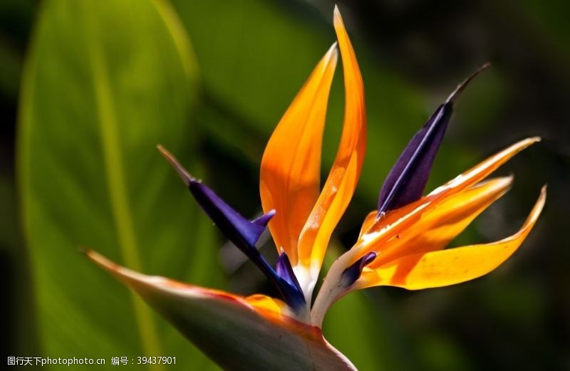 花艺插花漂亮的鹤望兰鲜花图片