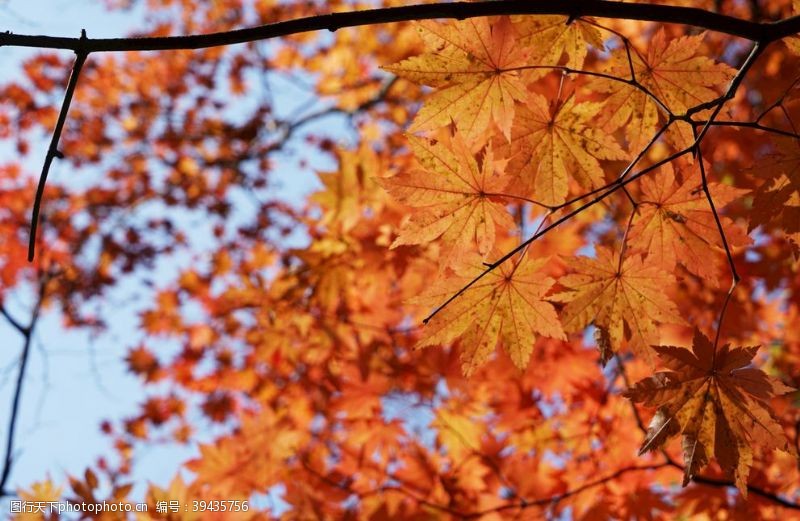 红叶树木图片免费下载 红叶树木素材 红叶树木模板 图行天下素材网