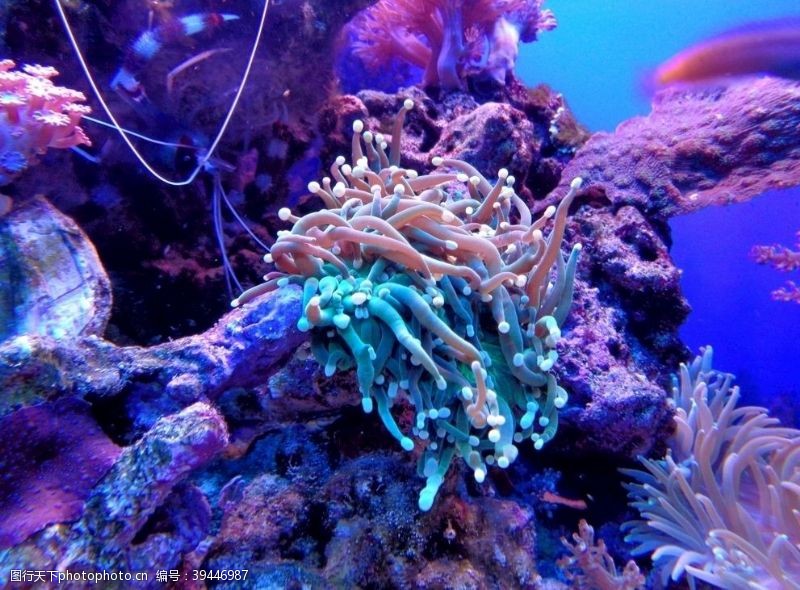水族世界珊瑚图片