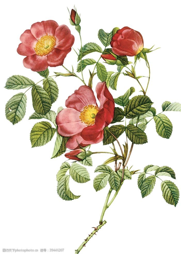 七彩花手绘玫瑰花朵png素材图片