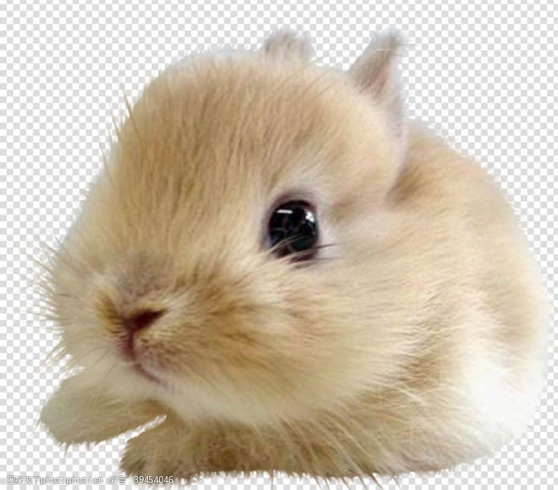 透明底兔子兔子图片