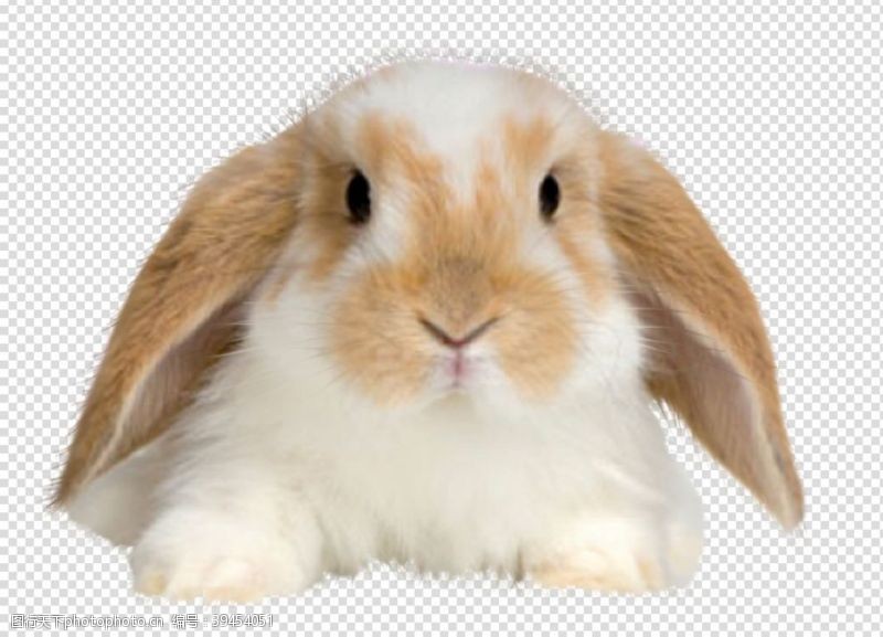 透明底兔子兔子图片