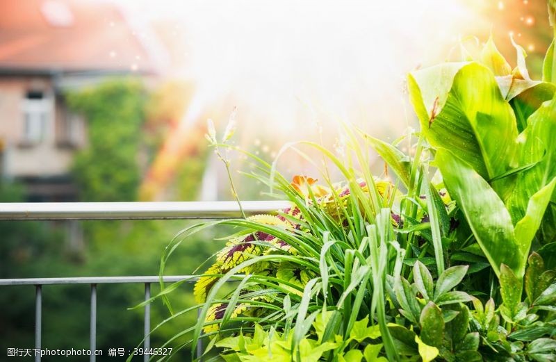 春天背景墙夏季阳台露台植物图片