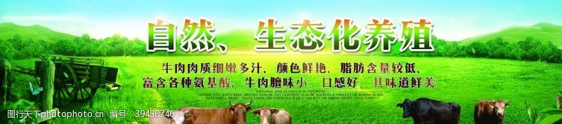 新鲜自然黄牛牛肉养殖场海报图片
