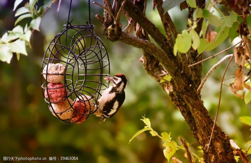 空调海报大斑啄木鸟图片