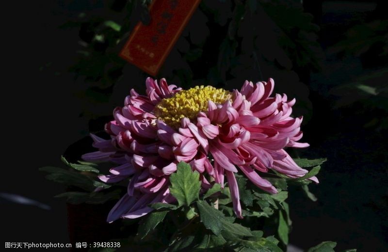 花蕊菊花图片