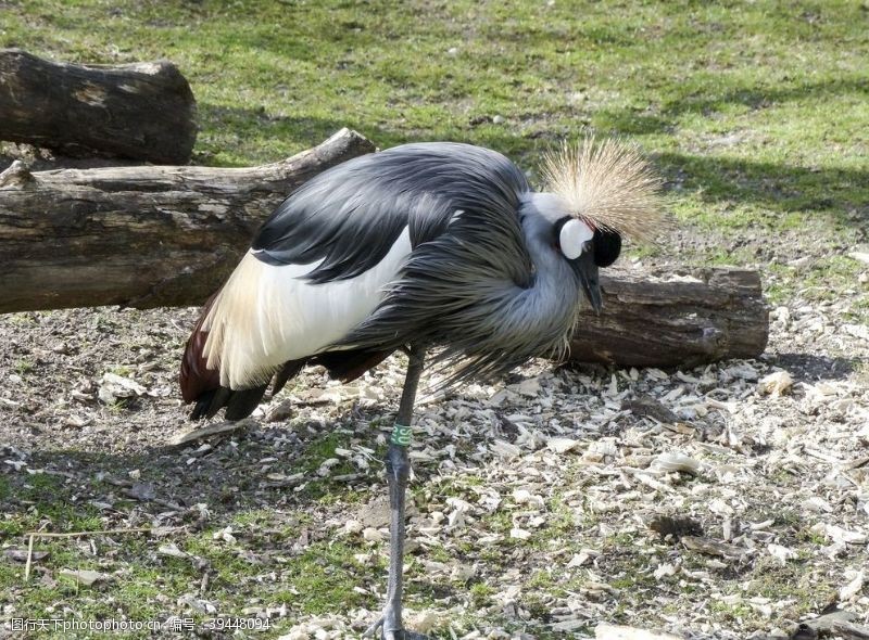 类美丽的灰冠鹤图片
