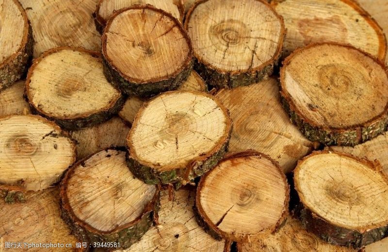树年轮木桩图片