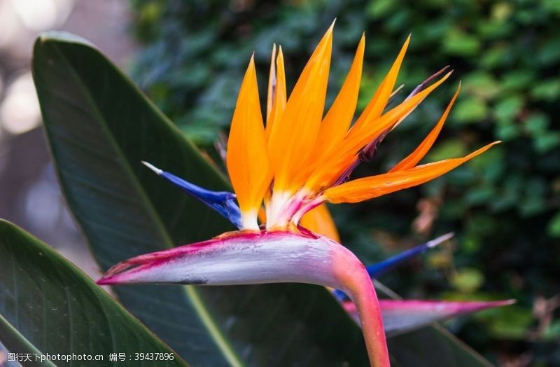 漂亮的花朵漂亮的鹤望兰鲜花图片
