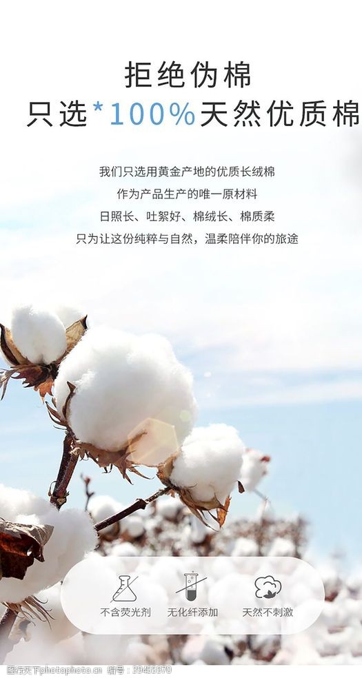 植物棉花天然优质棉图片