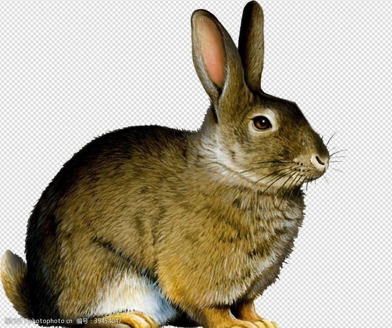 透明底兔子兔子兔图片