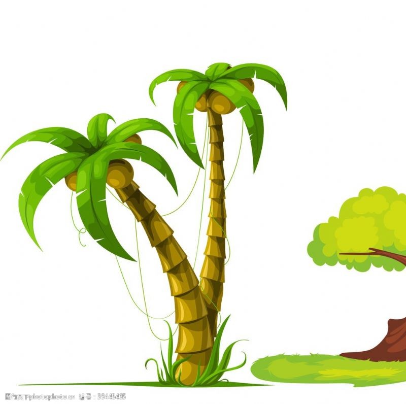 树苗椰子树图片