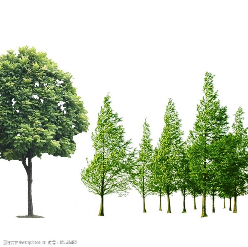 树苗一组树右面几棵树是一个层图片