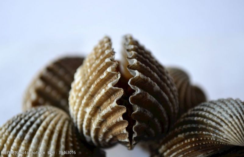 贝类海鲜贝壳图片