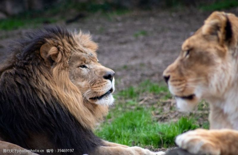 动物线描狮子图片