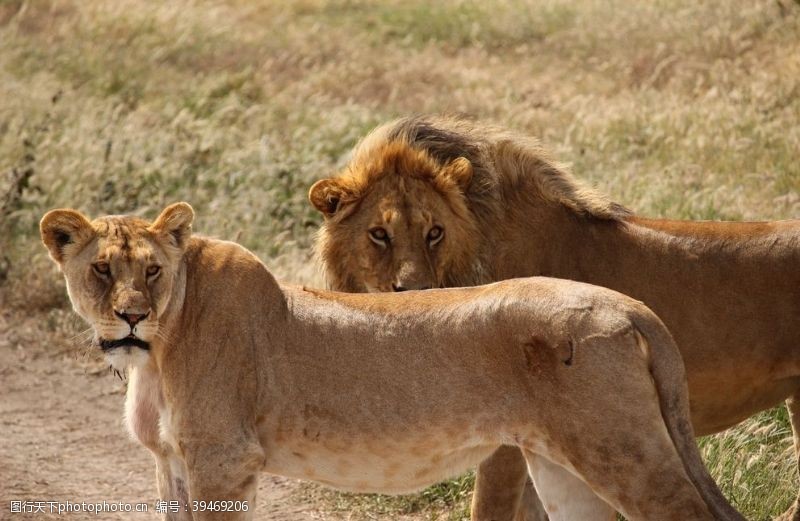 动物线描狮子图片