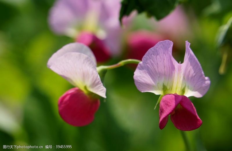 麻累豌豆花图片