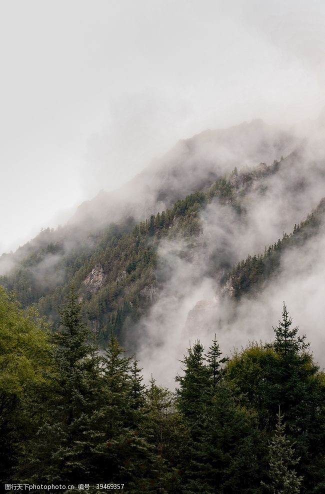 云雾缭绕云雾森林图片