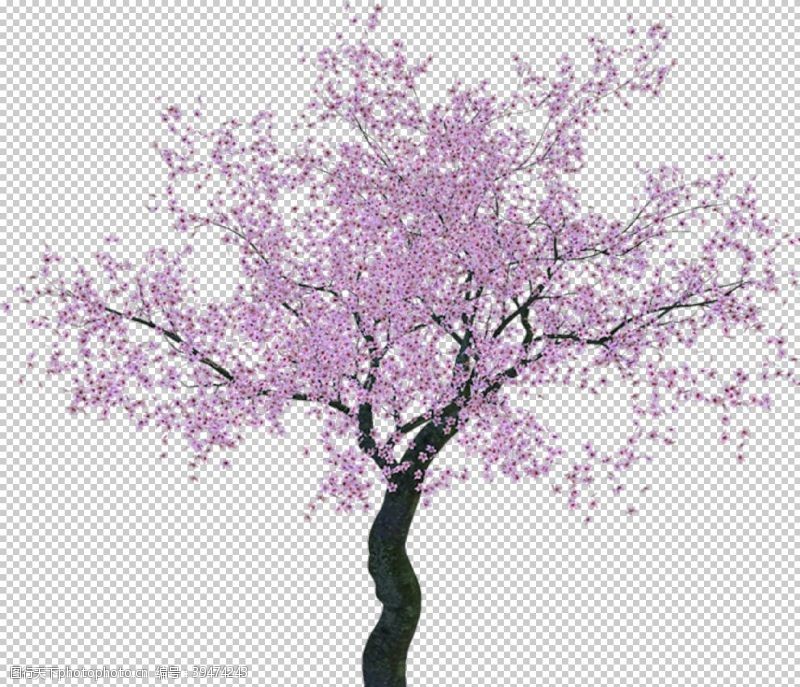 樱花公园粉色樱花装饰图片
