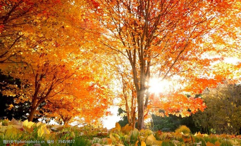 象山公园美丽秋天红叶图片
