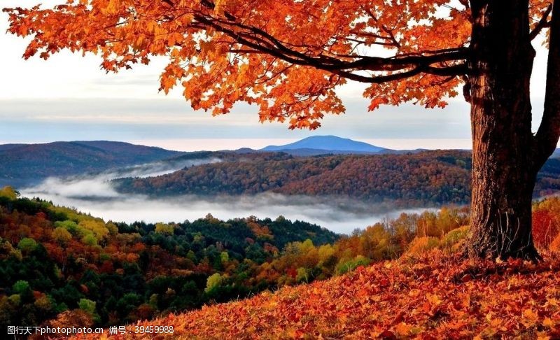 印象深美丽秋天红叶图片