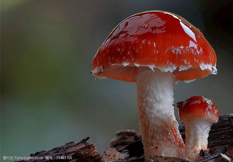 野蘑菇蘑菇装饰房子植物图片