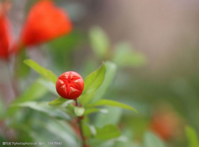 橘红色的花图片免费下载 橘红色的花素材 橘红色的花模板 图行天下素材网