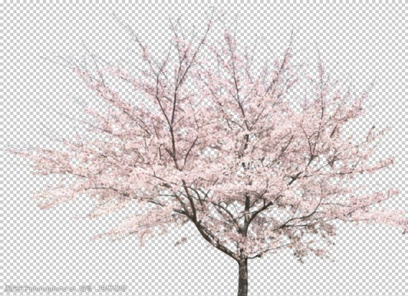 樱花烂漫手绘樱花素材图片