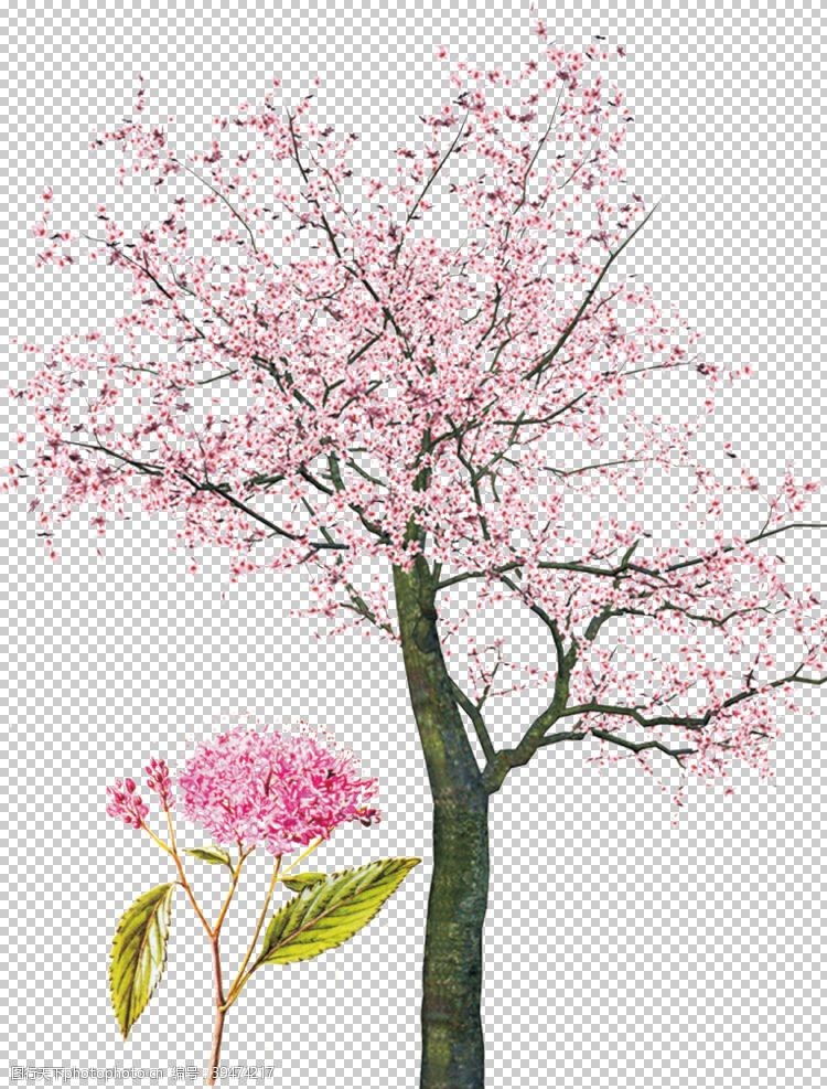 樱花烂漫手绘樱花素材图片