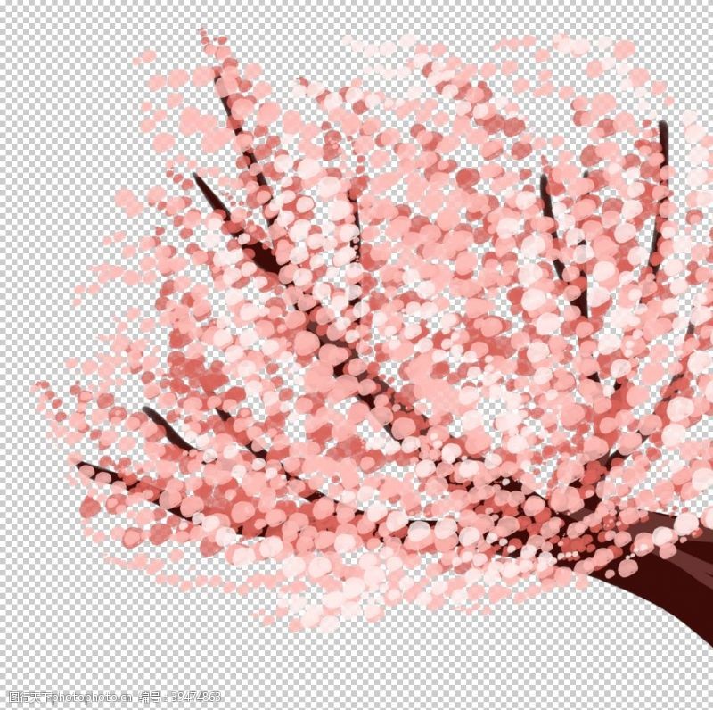 白色樱花手绘樱花图片