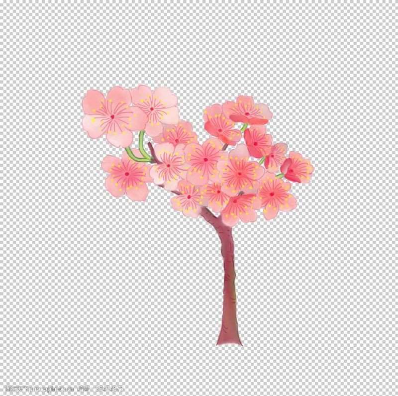 樱花品种手绘樱花图片