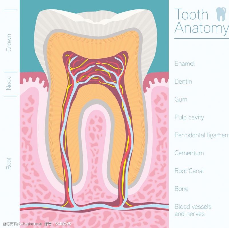 种植牙宣传牙齿口腔医科图片