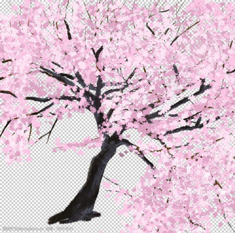 手绘樱花樱花素材图片