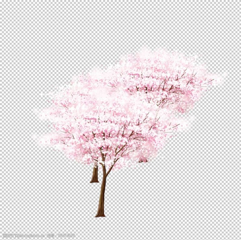 白色樱花樱花素材图片