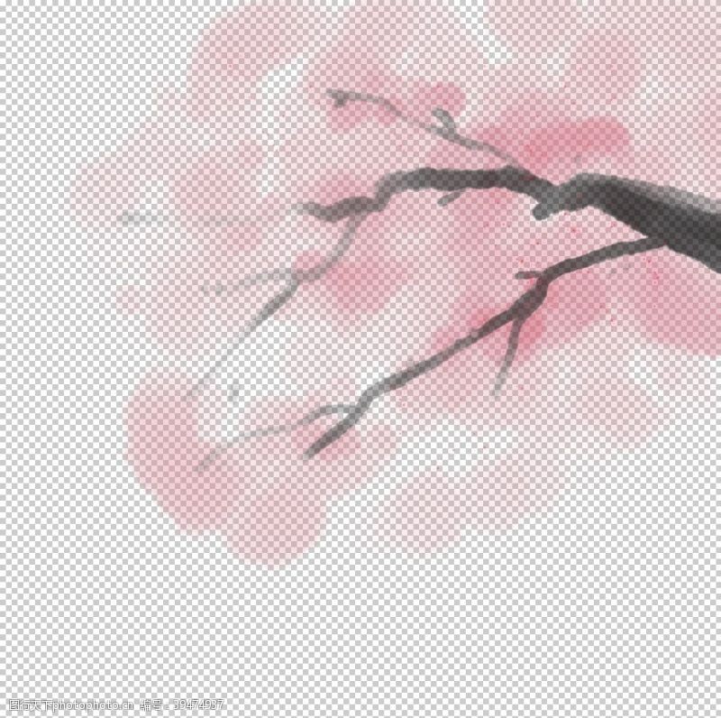 白色樱花樱花素材图片